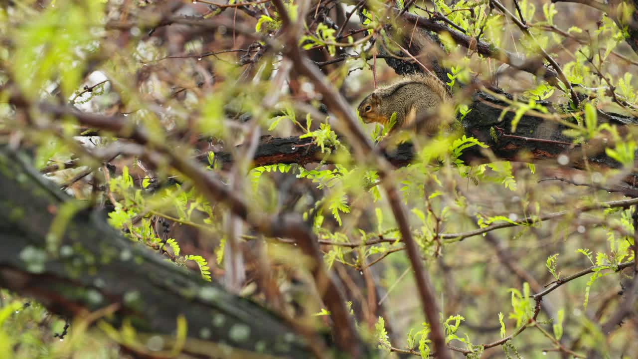A small squirrel clings to a damp tree branch, its fur soaked by the gentle rain falling from the misty sky above the towering Flatirons in the heart of Boulder’s lush, forested foothills.
