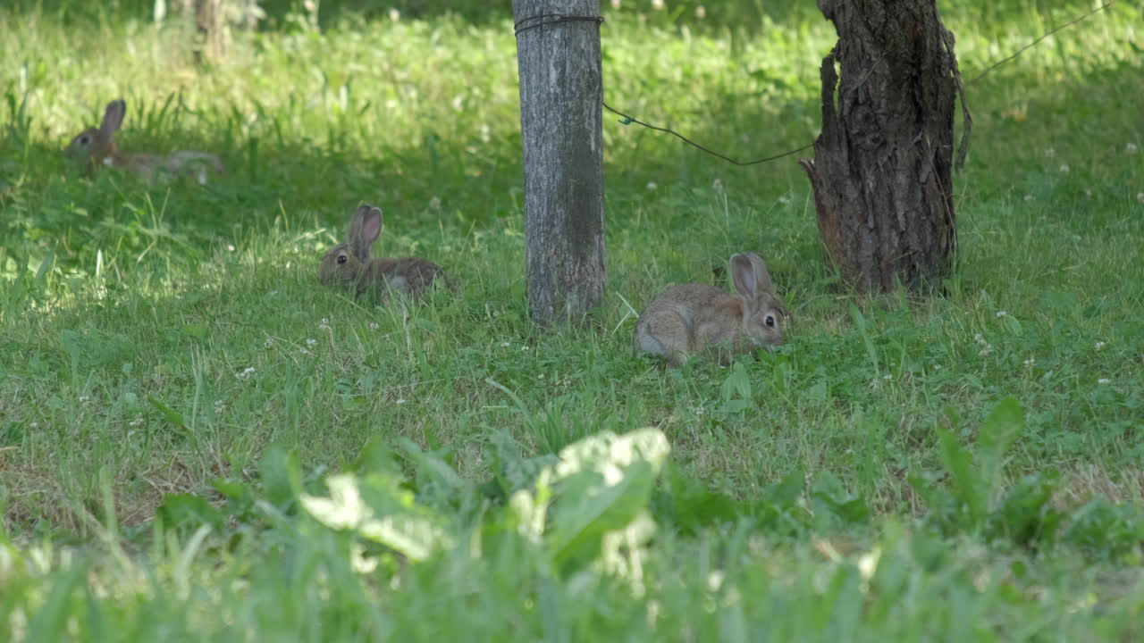 자연의 야생 유럽 토끼 세 마리, 풀을 먹는 토끼