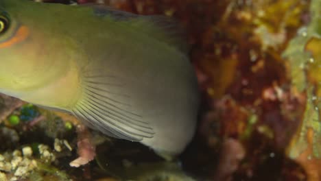 Kleine-Fische-Strecken-Den-Kopf-Heraus-Und-Schwimmen-Davon