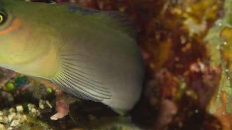 peces pequeños que sobresalen de la cabeza y se alejan nadando.