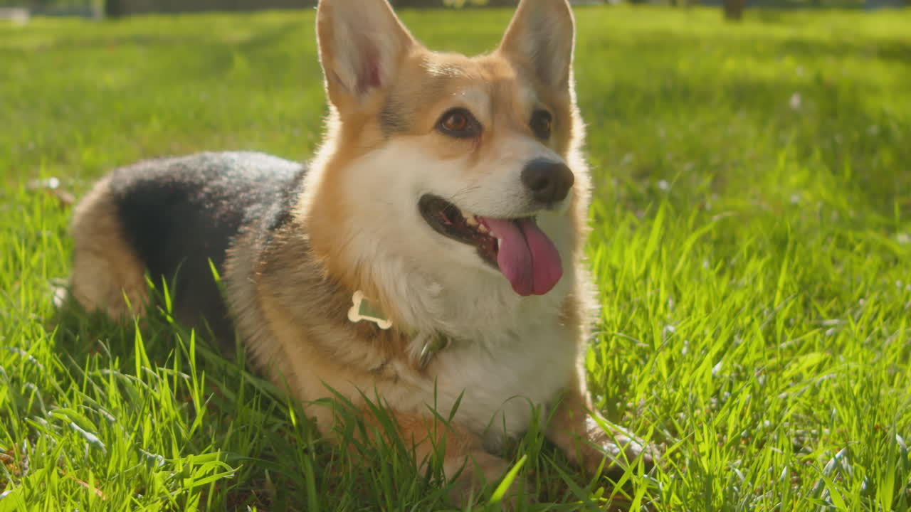 Adorable Corgi Dog Lying on Green Grass