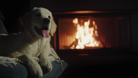 un lindo cachorro de golden retriever adolescente descansando en una silla suave contra el fondo de una chimenea