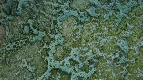 toma aérea de un arrecife de coral en aguas poco profundas