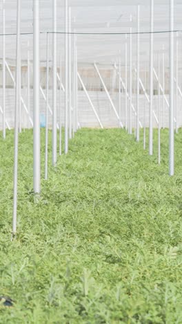 watermelon plants growing in greenhouse: agriculture and sustainable farming