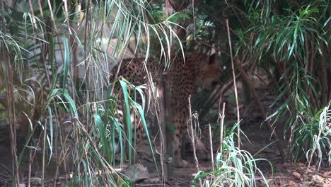 especies en peligro de extinción exóticos grandes felinos salvajes, guepardo asiático, acinonyx jubatus venaticus caminando lentamente hacia el lugar de la sombra, hacia su escondite, movimiento manual después del disparo