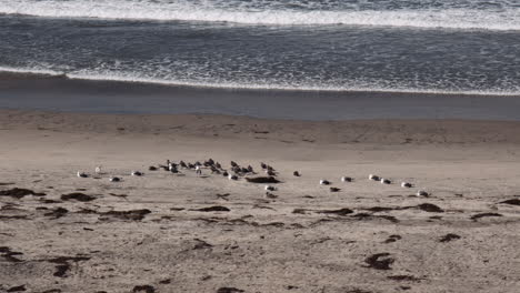 Aves-Playeras-En-La-Playa-De-Arena-De-Imperial-Beach-En-San-Diego,-California,-Ee.uu.