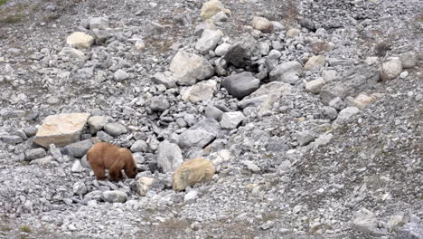 cinnamon also known as black bear drinking from a mountain stream in kananaskis, canada. spring time. med shot