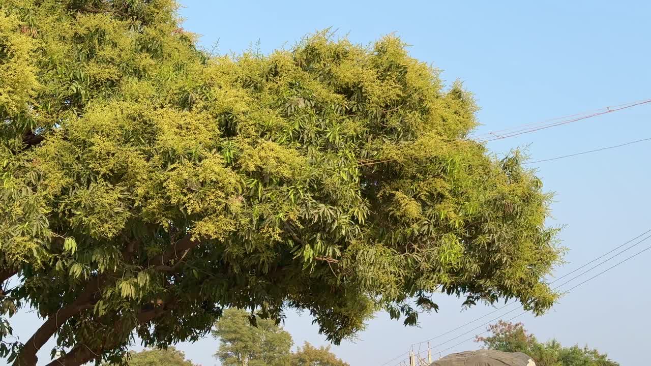 A branch of mango tree loaded with flower