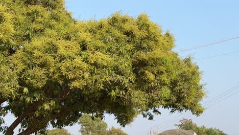 a branch of mango tree loaded with flower