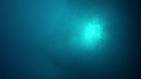 fish shoal swimming underwater with sun in the background shining through ocean surface