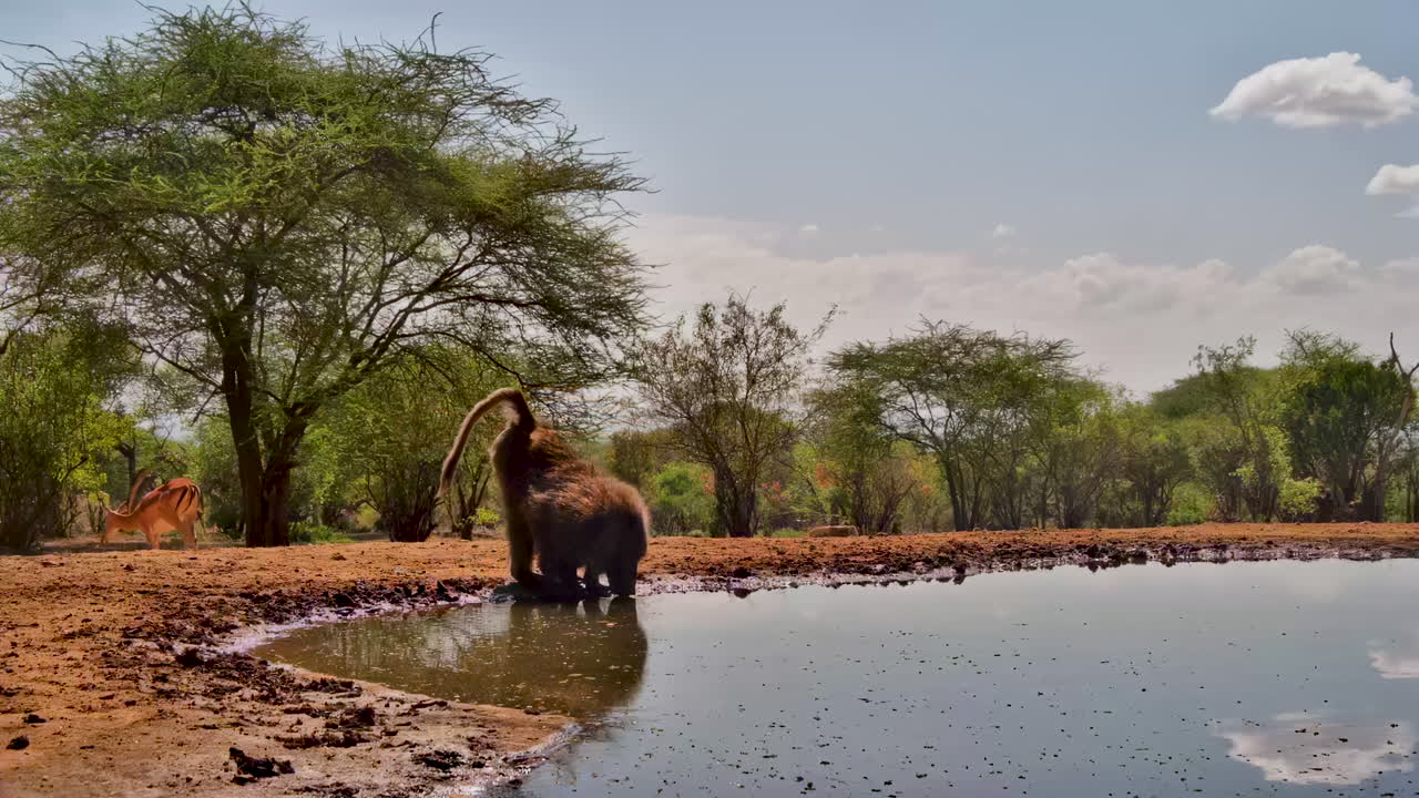 En stor chacma-bavian og en impala deler et naturskjønt vannhull i Afrika
