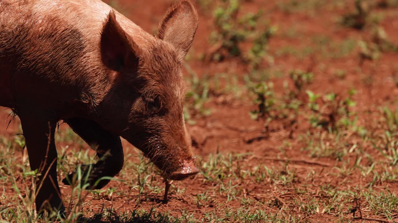 cerdo caminando y olfateando el suelo