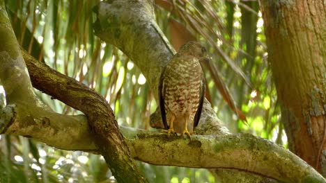 cooper's hawk bird of prey on tree branch in close up view