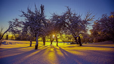 magnificent golden sunset behind snowy trees and winter landscape during golden hour