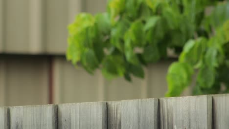 Butcherbird-With-Food-In-It's-Beak-Perched-On-Fence-The-Flies-Away-Australia-Gippsland-Victoria-Maffra