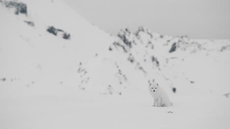 curious arctic fox on katla glacier in iceland. it sneaks, yawns, and explores in the snow, captured up close on sony fx3 — a rare wildlife moment in a frozen, white wilderness.