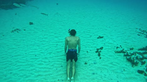 El-Hombre-Disfruta-De-La-Emocionante-Búsqueda-Submarina-Del-Buceo-Libre-A-Lo-Largo-Del-Fondo-Marino.