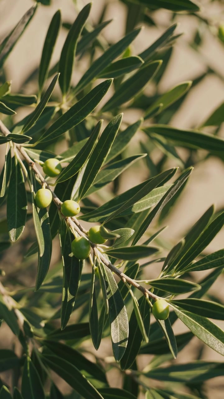 Primo piano di olive verdi e foglie su un ramo d'ulivo