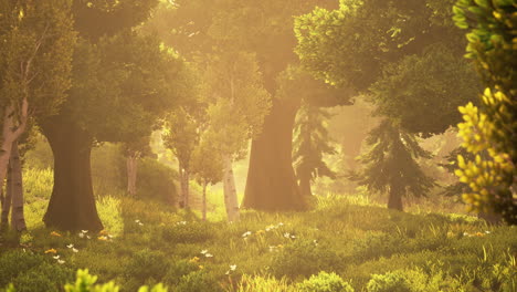 cartoon wooded forest trees backlit by golden sunlight