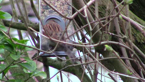 house sparrows , which are now a conservation concern, especially in th uk, enjoying an evening meal of mixed seed from a bird feeder hanging in a lilac tree