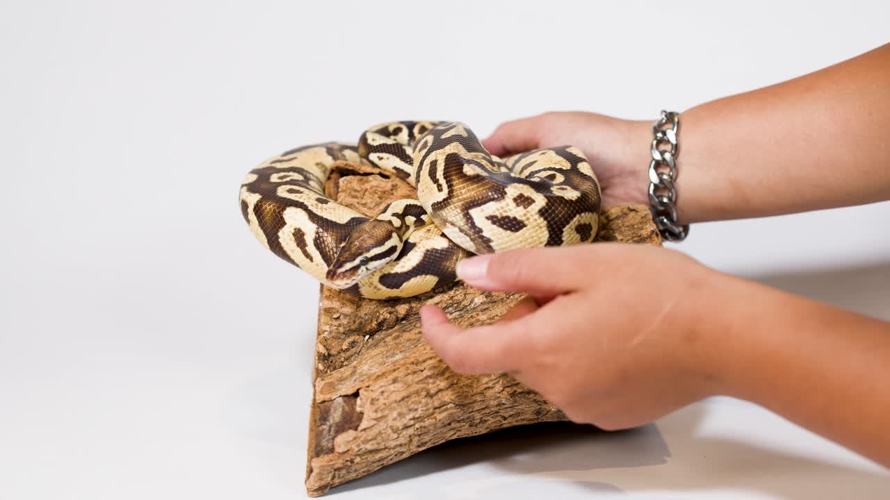 Close-up of hands carefully handling coiled ball python on wooden perch, studio lighting