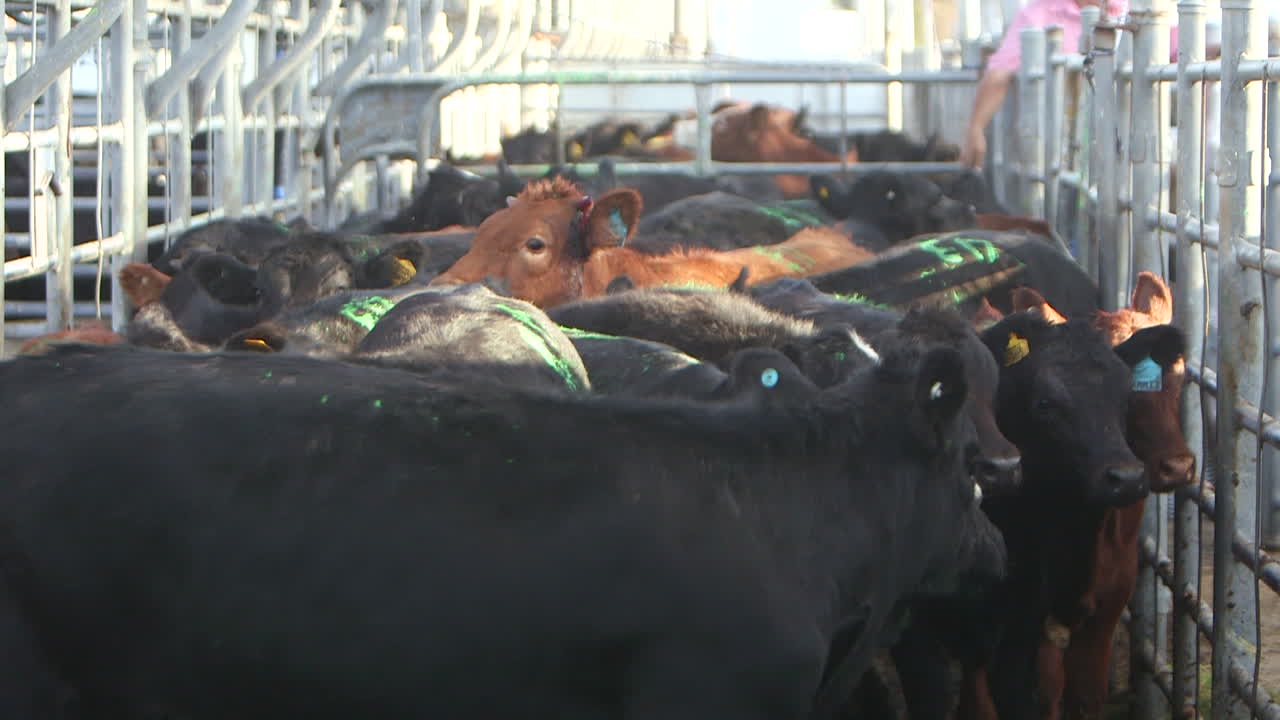 Group of red and black cattle anxiously standing around in a steel pen during an auction sale