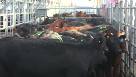 group of red and black cattle anxiously standing around in a steel pen during an auction sale