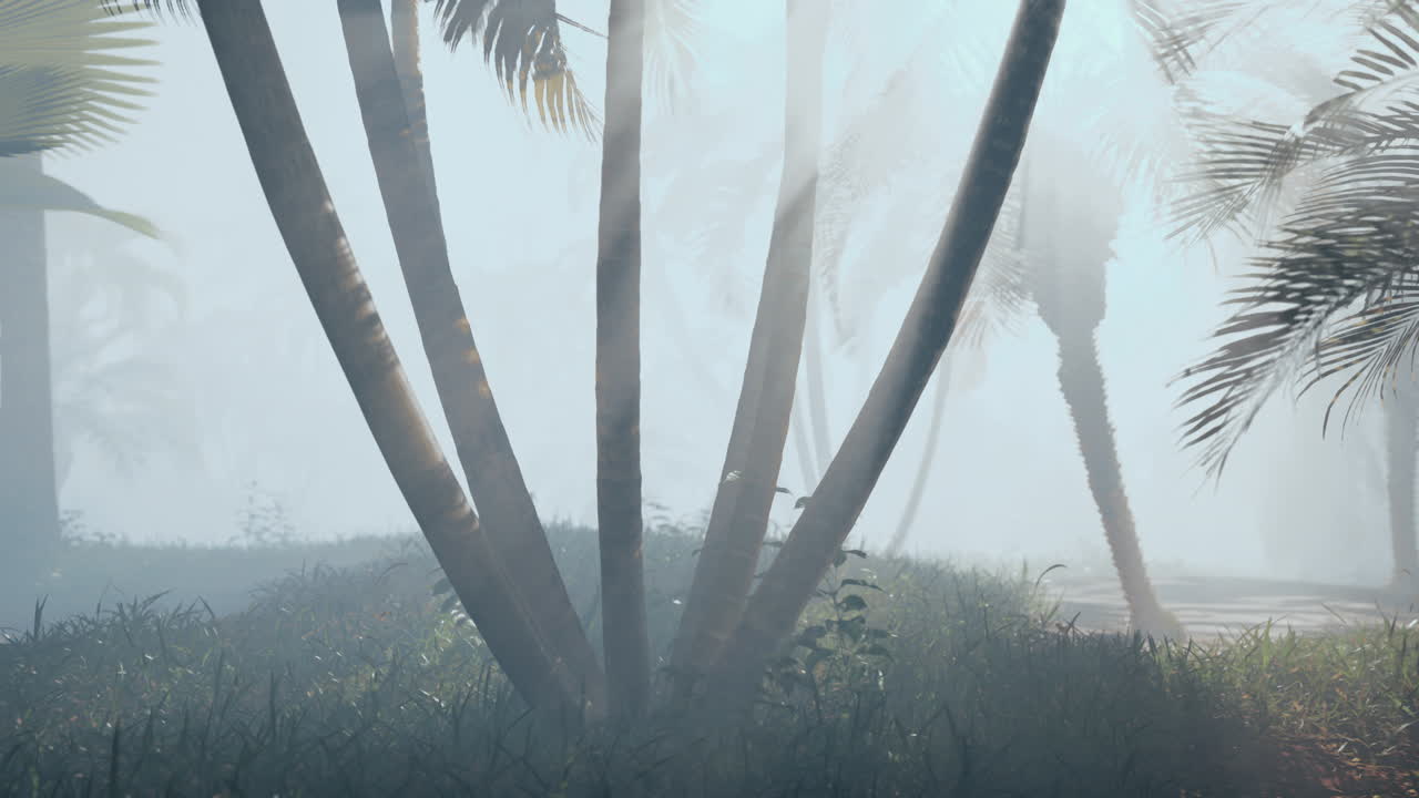 Palm Trees in a Tropical Fog