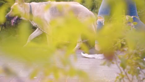 girl walking with a dog in the park - lower body