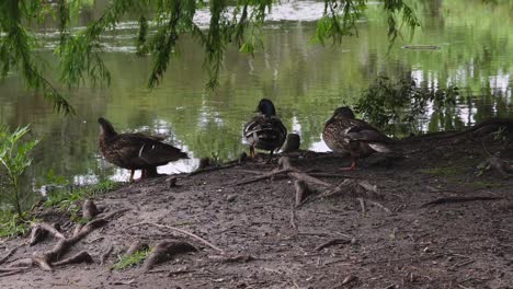 mallards relaxing and cleaning along a pond in the afternoon