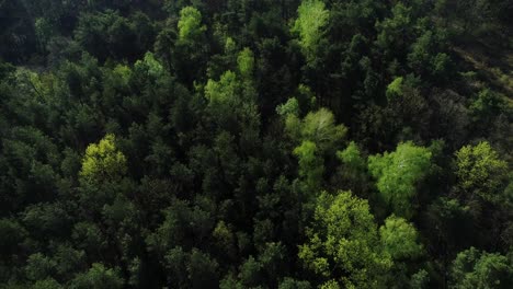 Aerial-view-of-wooded-of-housing-estate