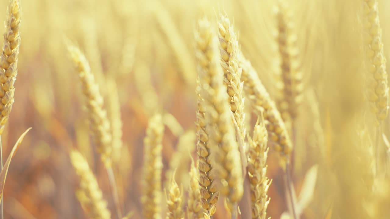 Golden wheat field in the sunshine, showcasing ripe grains ready for harvest. This close-up shot captures the beauty and abundance of nature, symbolizing growth, agriculture, and healthy living.