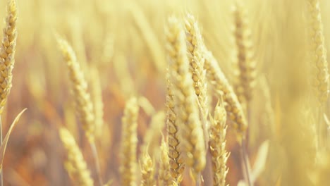 golden wheat field in the sunshine, showcasing ripe grains ready for harvest. this close-up shot captures the beauty and abundance of nature, symbolizing growth, agriculture, and healthy living.