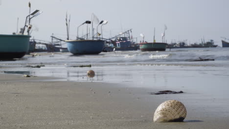 seashell on beach shore, waves rolling in