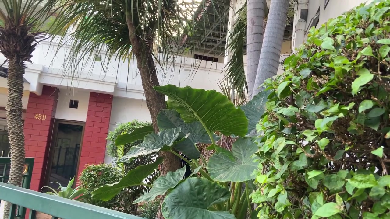 Panorâmica Lenta de Plantas Tropicais Verdes Exuberantes em um Jardim
