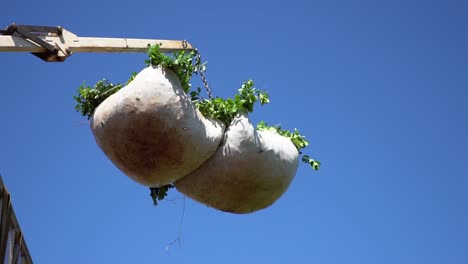 yerba mate harvest process ballot raise by crane in plantation, argentina