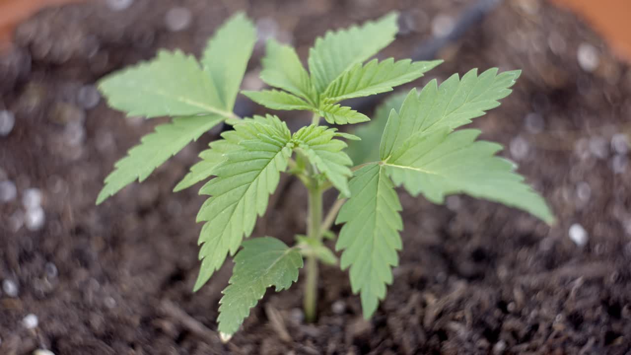 소프트 포커스, 바람에 흔들리는 어린 의료 대마초 식물, 마리화나 생산