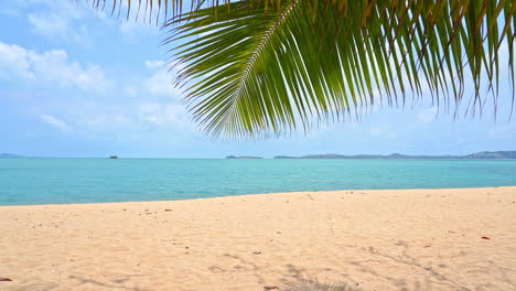 green palm tree branch swinging in the wind at empty sandy beach