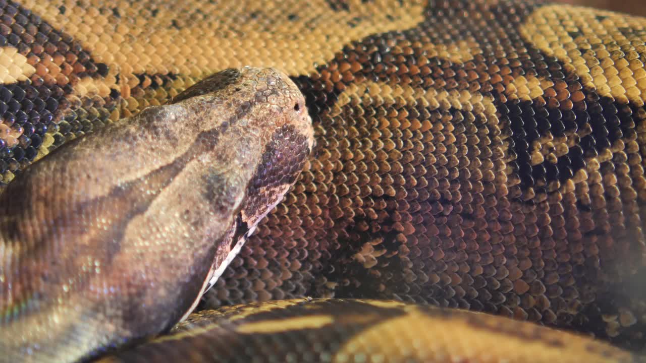 Primo piano di un boa constrictor