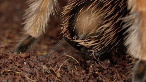 mexican red-knee tarantula begins spinning web from back - extreme close up