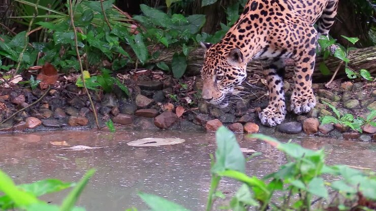 A beautiful jaguar walks through a river in the jungle 1
