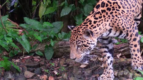 a beautiful jaguar walks through a river in the jungle 1