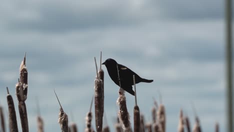 close view of a blackbird on the top of a spike in slow motion