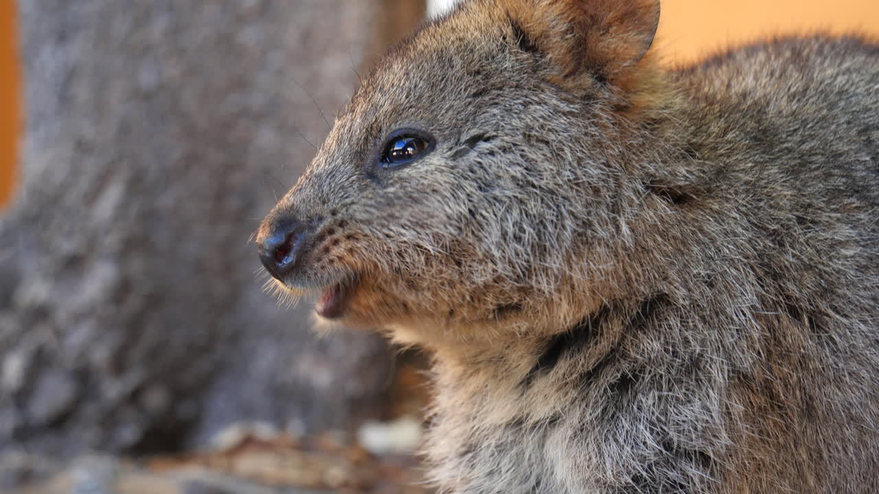 lindo animal australiano de cerca
