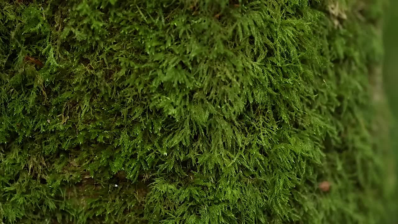 Una macrofotografía detallada centrada en la textura verde vibrante del musgo en la corteza