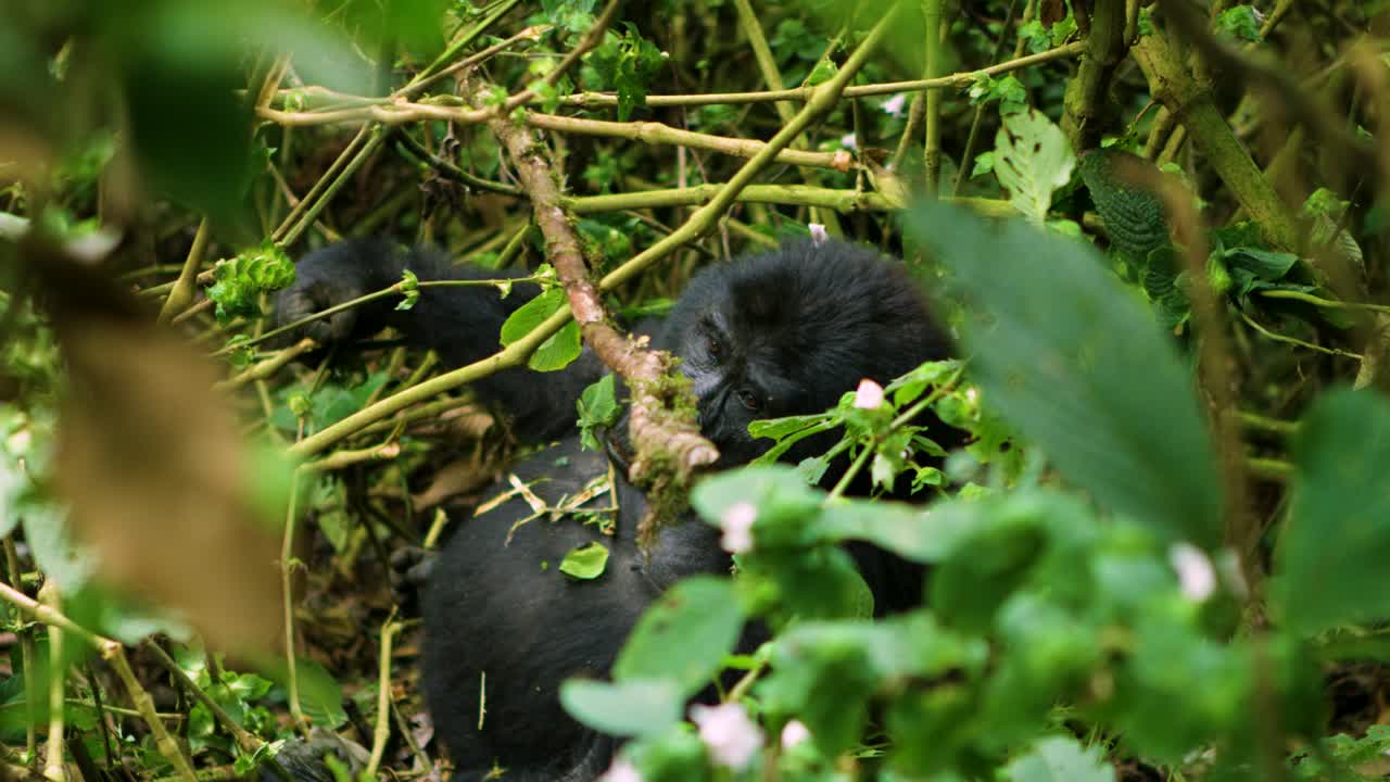 Gorilla che mangia bambù nel Parco Nazionale dei Vulcani, Ruanda, Africa