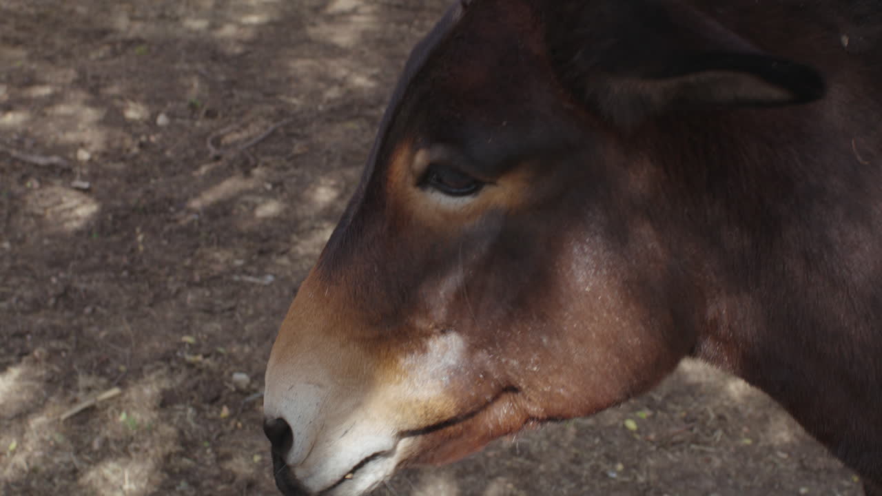 mula comiendo y masticando comida en el rancho