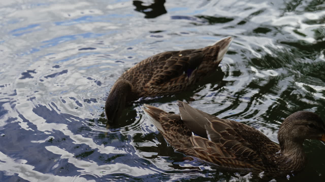 Two mallards deepening heads into water. Duck eating white bread thrown to them by people. Top view.