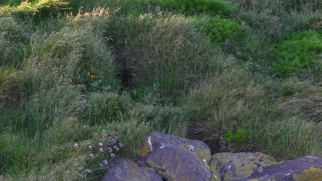 Little-young-puffin-bird-take-off-grass-field-in-Iceland,-static-closeup