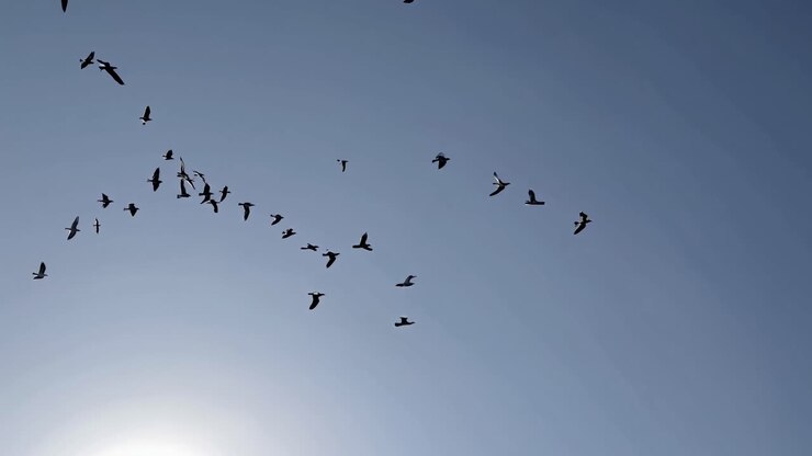 A video captures a flock of birds soaring against a clear blue sky
